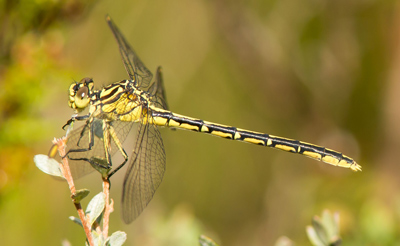 Austrogomphus guerini